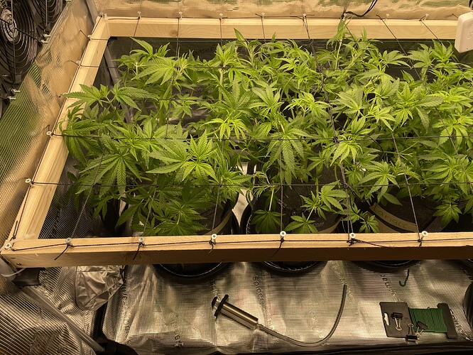 Mehrere junge Cannabispflanzen in Töpfen unter einem Netz zur Unterstützung des Wachstums, in einer Growbox mit Lüfter.