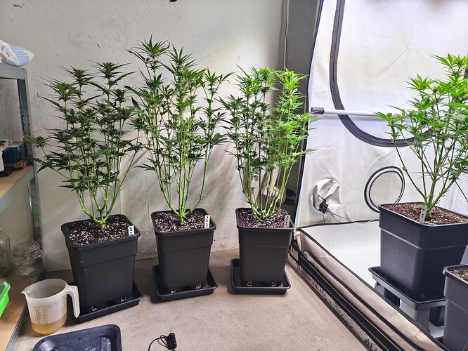 Growreport Bild 8
