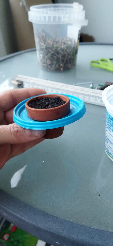 Purple Kush | VT39+ | ☀️ Columbian Jack | VT15+ ☀️ | Apple & Bananas | VT1 [DIY] | Grow-Schrank + Mini Kratky | 13/11 in der Blüte |