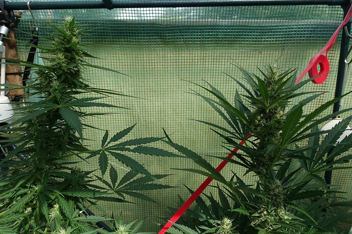 Growreport Bild 1
