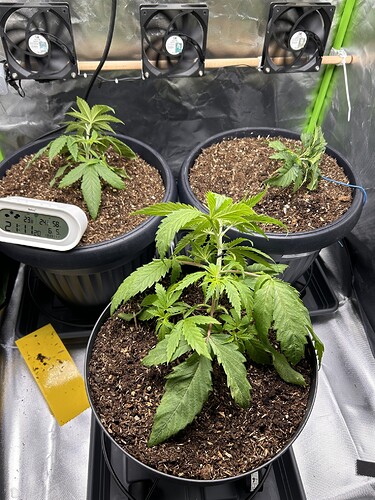 Growreport Bild 34