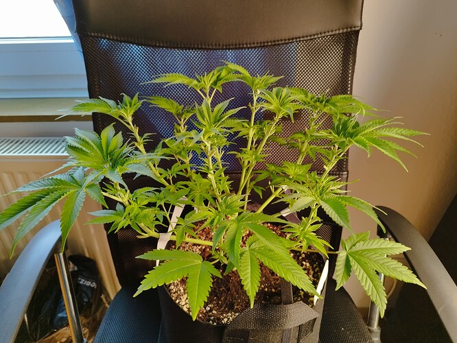 Eine junge Cannabispflanze in der Wachstumsphase, die in einem schwarzen Stofftopf sitzt und auf einem Bürostuhl steht.