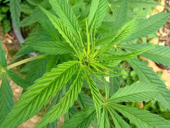 Grow24_0916_JD-BT1_05