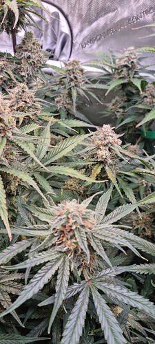 Growreport Bild 9