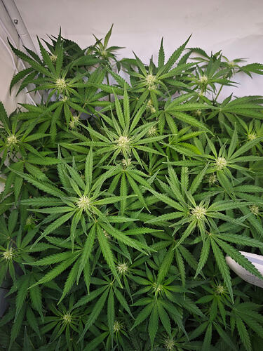 Growreport Bild 46