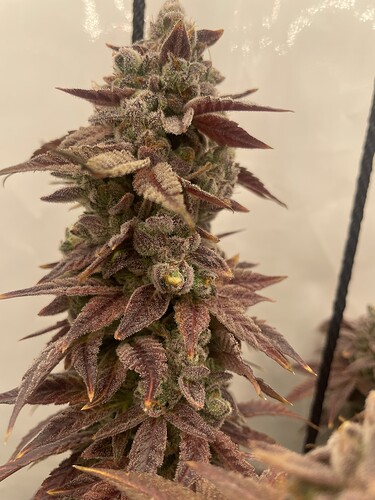 Growreport Bild 10