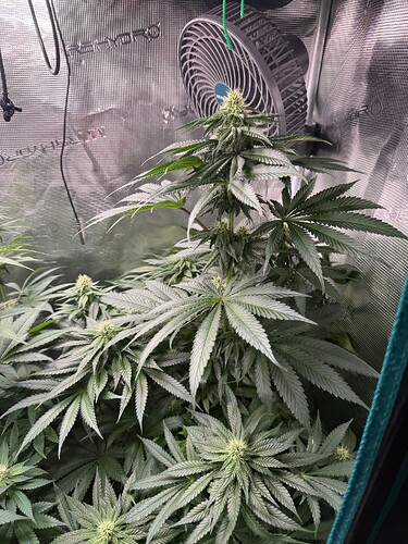 Growreport Bild 6