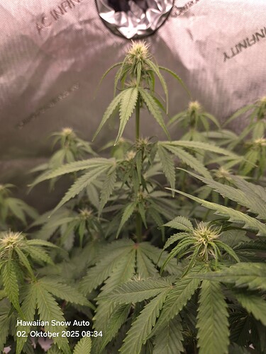 Growreport Bild 2