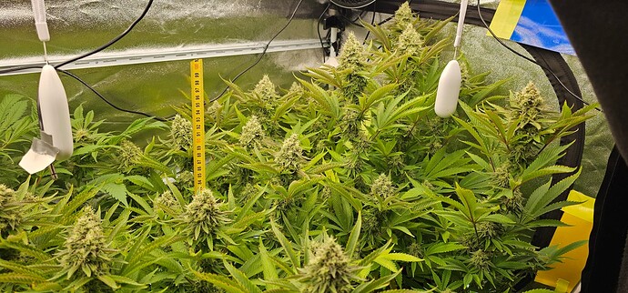 Growreport Bild 59