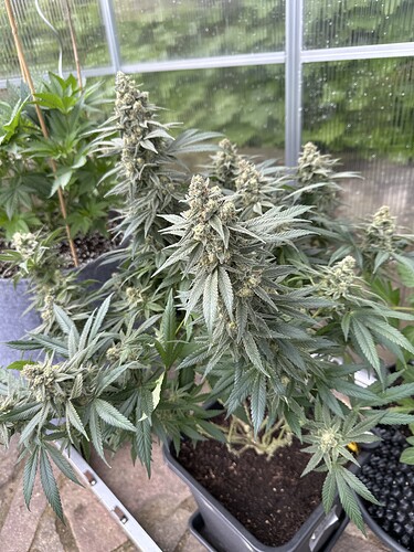Growreport Bild 14
