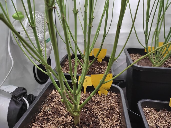 Growreport Bild 35