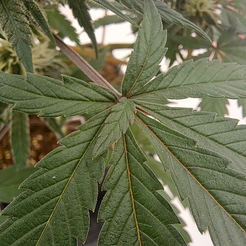 Growreport Bild 6