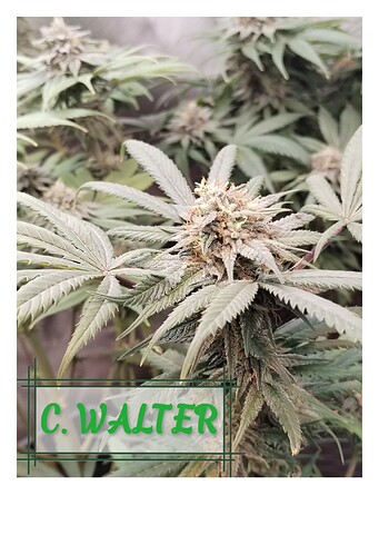 Growreport Bild 5