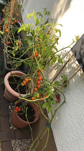 Growreport Bild 80
