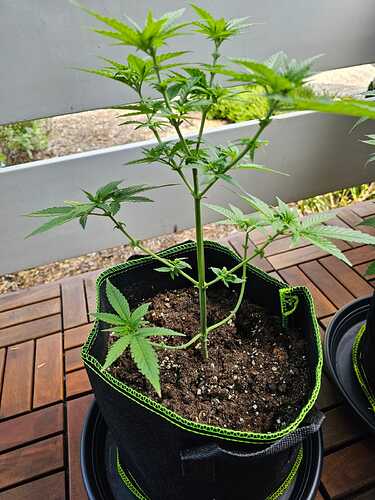 Growreport Bild 8