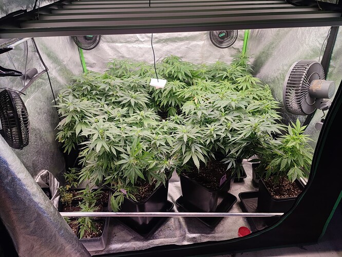 Growreport Bild 3