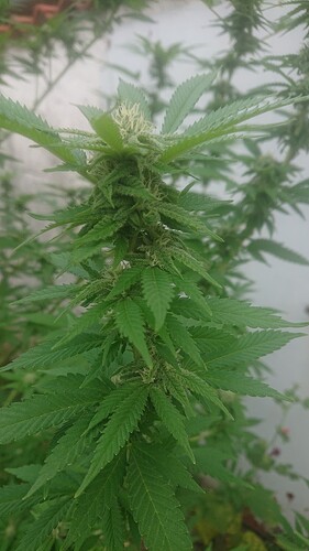 CM3