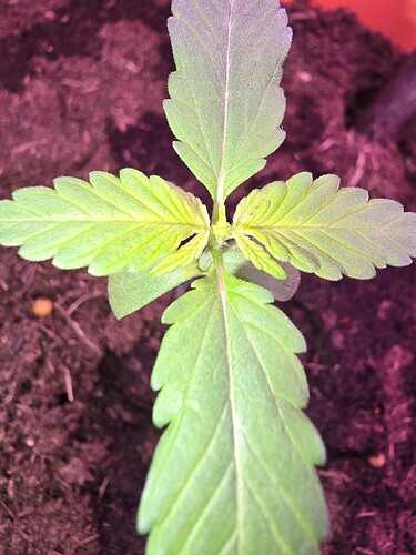 17313214165737691950869444776961