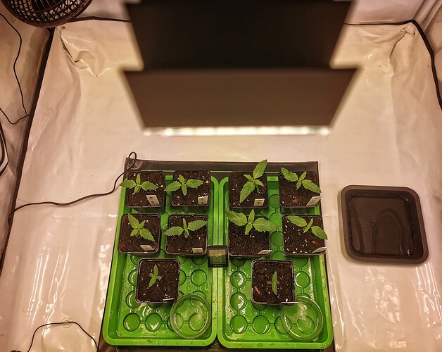 IMG_20241128_204631-01