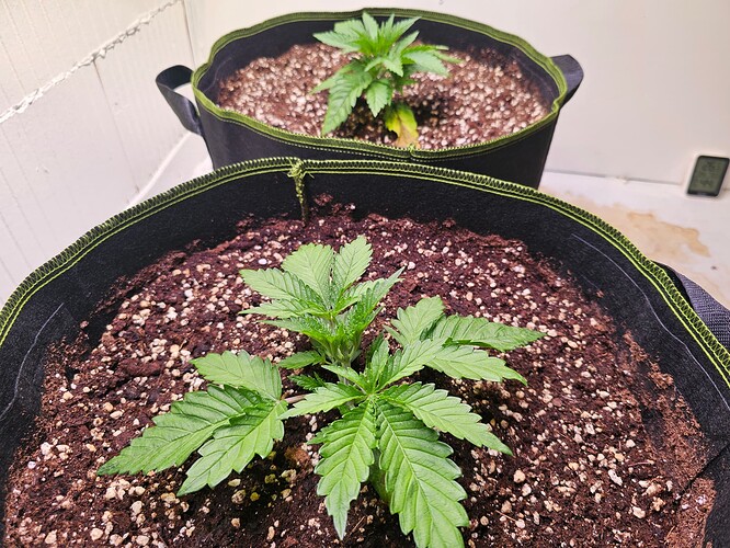 Growreport Bild 11
