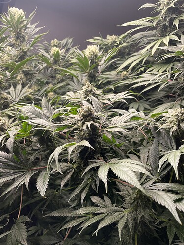Growreport Bild 15
