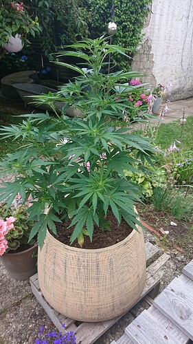 Growreport Bild 72