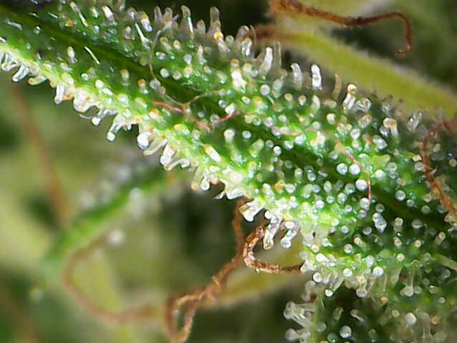 Growreport Bild 28
