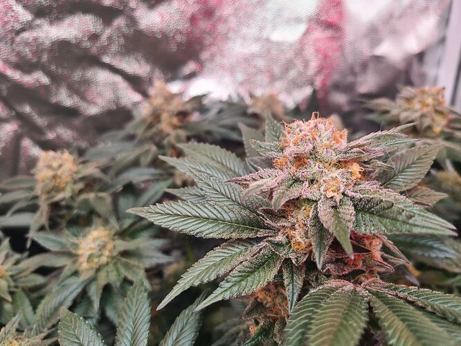 Growreport Bild 13