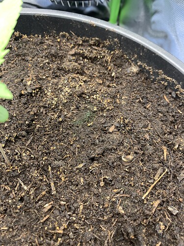 Growreport Bild 3