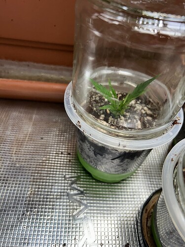 Growreport Bild 34