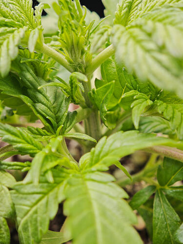 Growreport Bild 28