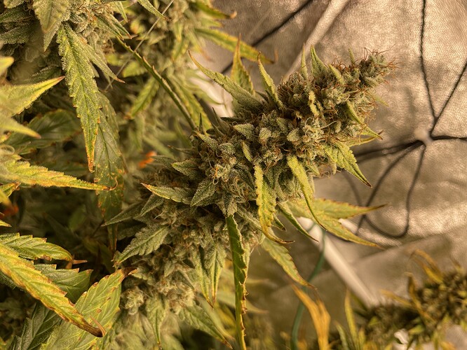 Growreport Bild 19