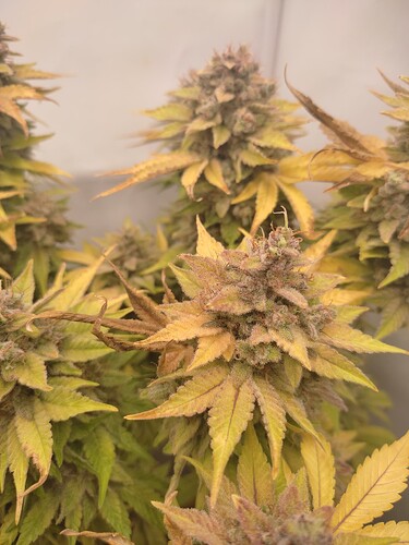 Growreport Bild 42