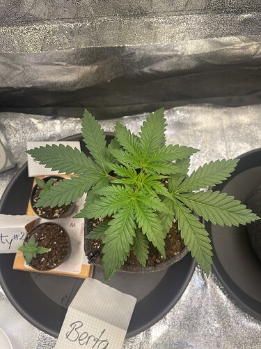 Growreport Bild 1