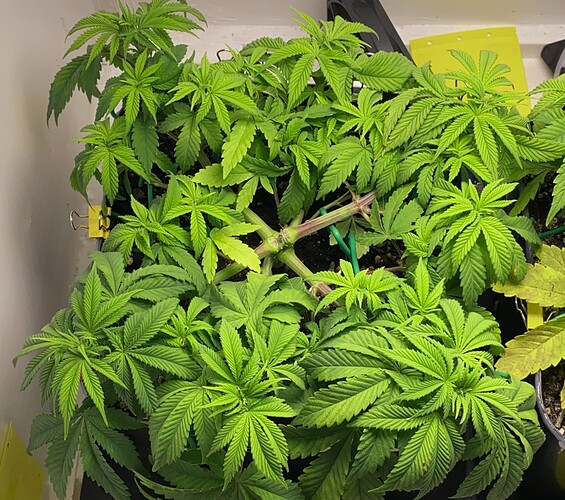 Growreport Bild 2
