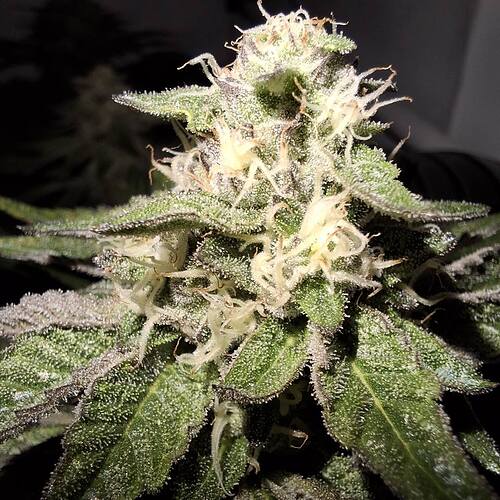 476832698_122167140410293599_4933533658005471678_n