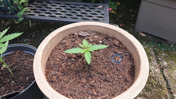 Growreport Bild 87