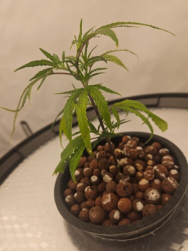 Growreport Bild 41