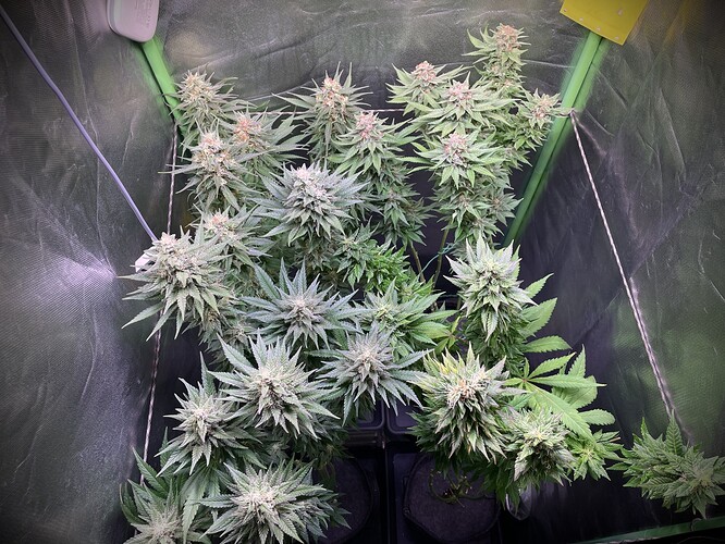 Growreport Bild 3