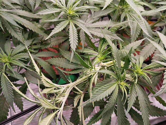 Growreport Bild 7