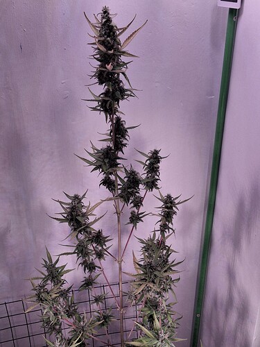 Growreport Bild 236
