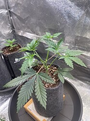 Growreport Bild 5