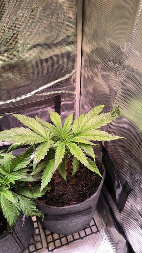Growreport Bild 22