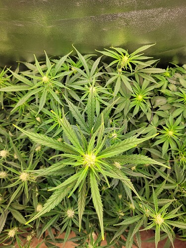 Growreport Bild 5