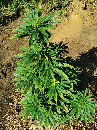 Growreport Bild 9