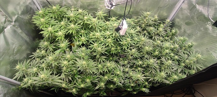 Growreport Bild 11