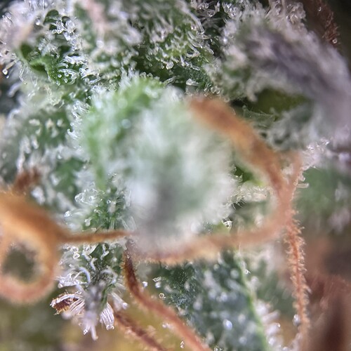 Growreport Bild 42