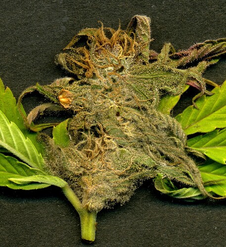 Growreport Bild 2