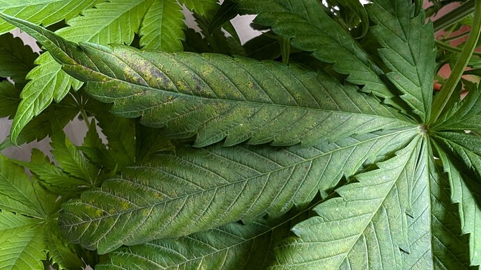 PXL_20241008_153509765