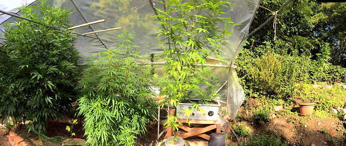 Grow26090616